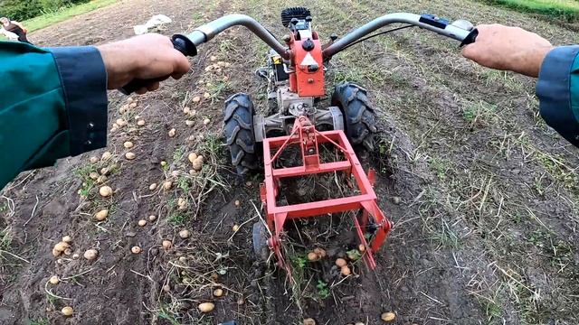 Сорт Тоскана. Урожайность при минимальной агротехнике. смотреть онлайн
