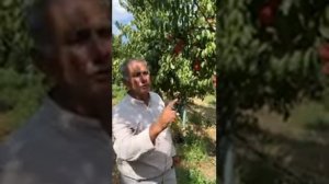 Промышленные сорта персика и нектарина на подвое GF 677 ( Текст на Русском в описании под видео