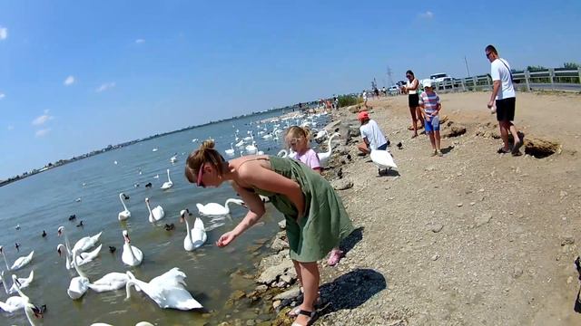 евпатория#крым#лебеди#лебединоеозеро#саки