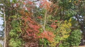 Как украшают дома на Хэллоуин в США. 2021.