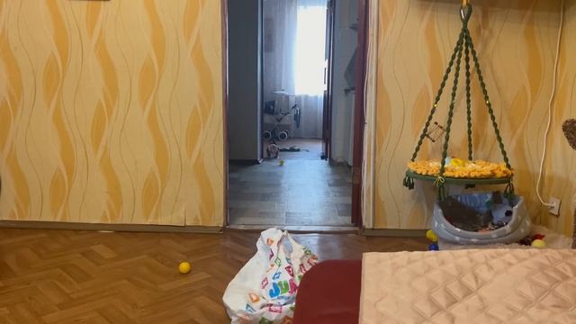 Степашка, Маняшка и Басик ГРОМЯТ КВАРТИРУ и Маня у них ГЛОВАРЬ)))