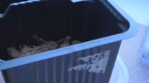 ПОСАДКА АКВИЛЕГИИ после стратификации.