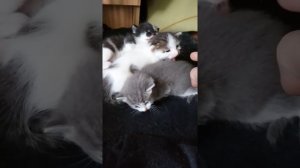 Злые котята(шипят) !