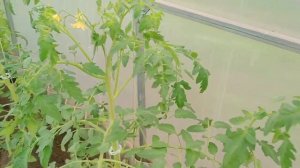 ПОМОГИТЕ СПАСТИ ТОМАТЫ!!! ВЯНЕТ МАКУШКА, СКРУЧИВАЕТ ЛИСТЬЯ ?