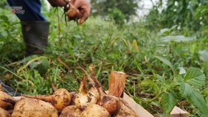 Чем Подкормить Лук в Июле Для Крупной Головки? Урожай Лука Вас Порадует!