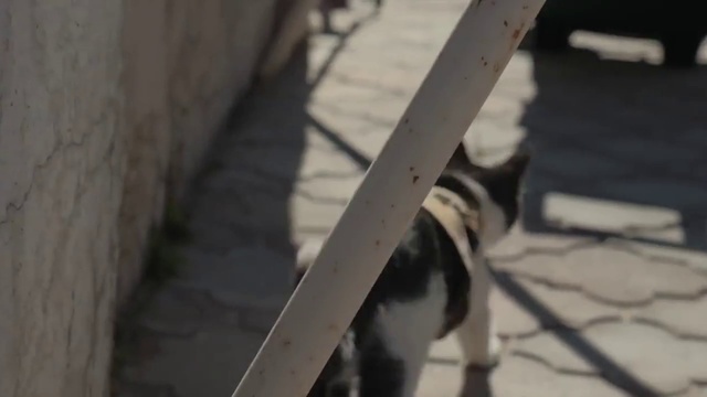 Кошки против зомби. КОШАЧИЙ БОЕВИК