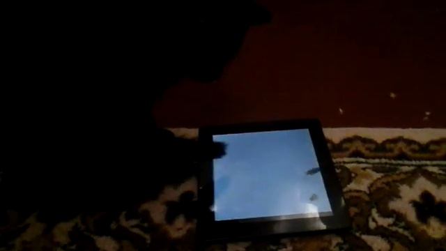 Моя кошка играет на планшете! смотреть онлайн