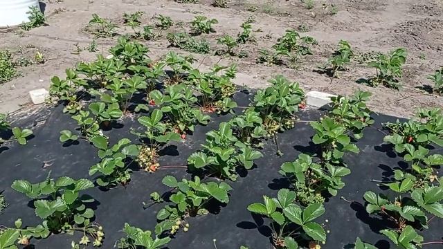 Виктория на агроволокне. Как развиваются саженцы осенней посадки. смотреть онлайн