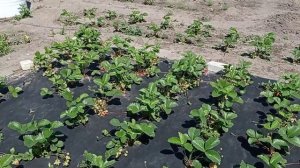 Виктория на агроволокне. Как развиваются саженцы осенней посадки.