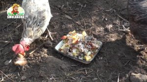 Как увеличить яйценоскость кур. Чем кормить несушек
