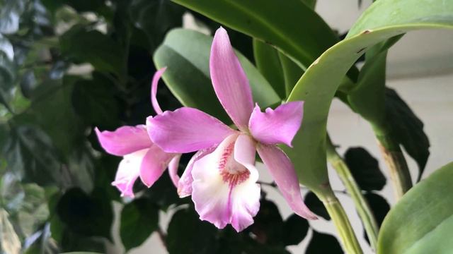 Lcn. Chien Ya Cranberry Pink Beauty смотреть онлайн