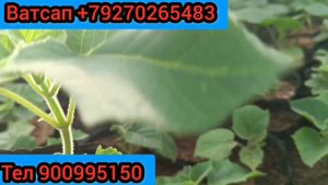 Бизнес дар Тоҷикистон бо пули кам Дарахт барои Тахта Ниҳоли Павлония  апреля 2023 г.