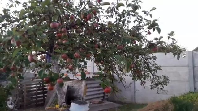 ЖИЗНЬ В ДЕРЕВНЕ /картофель сорт КРАСАВЧИК выкопали / урожайность картофеля КРАСАВЧИК 2022 / БОРЩ -Щ смотреть онлайн