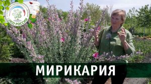 Мирикария. Узнайте все о выращивании Мирикарии за 7 минут.