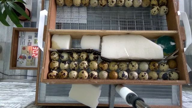 Инкубация перепелиных яиц. Закладка. Инкубатор "Блиц 48". смотреть онлайн