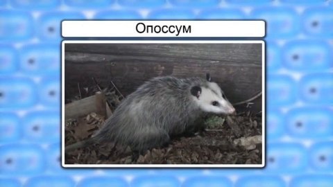 Отряды Однопроходные, Сумчатые, Насекомоядные, Рукокрылые