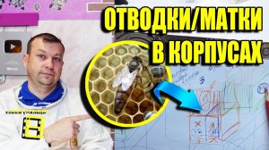 ПРОСТОЙ СПОСОБ СДЕЛАТЬ ОТВОДОК ПЧЕЛ И ВЫВЕСТИ ПЧЕЛИНЫХ МАТОК ДЛЯ НАЧИНАЮЩИХ ПЧЕЛОВОДОВ ЛЮБИТЕЛЕЙ