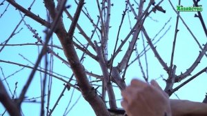 Как правильно обрезать вишню?  Позаботьтесь о своем саде осенью!