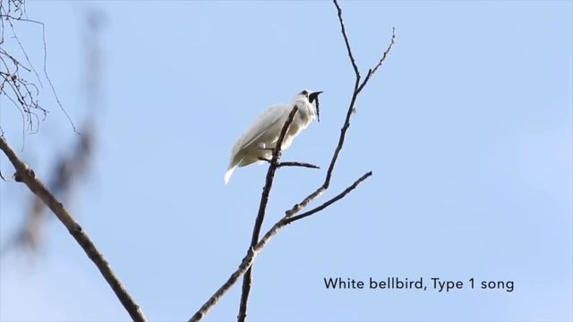 White bellbirds produce loudest bird call ever recorded