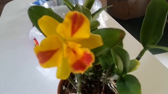 Blc Burana beauty bloomed смотреть онлайн