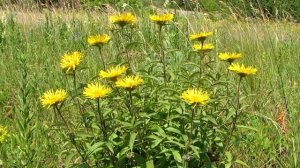 Девясил польза и использование, и противопоказания