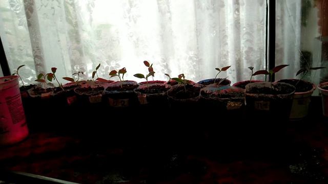 Как я веду учёт рассады. смотреть онлайн