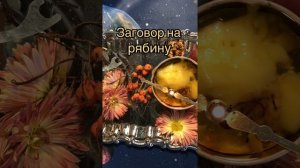 заговор на рябину