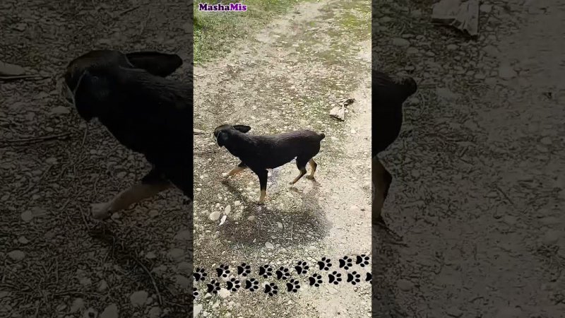 Бездомные собаки взяли над нами шефство #shorts