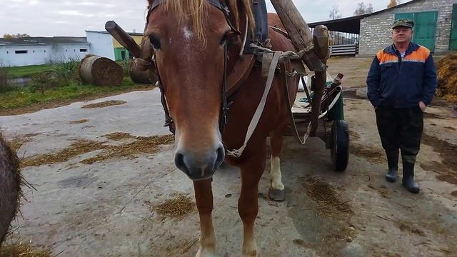 ЛОШАДИ/КОБЫЛА ЗОРЬКА СОВЕТСКИЙ ТЯЖЕЛОВОЗ смотреть онлайн