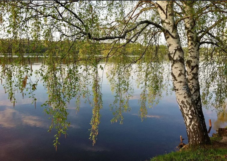 Два дерева. Автор Макарова Наташа. Стихи о жизни.