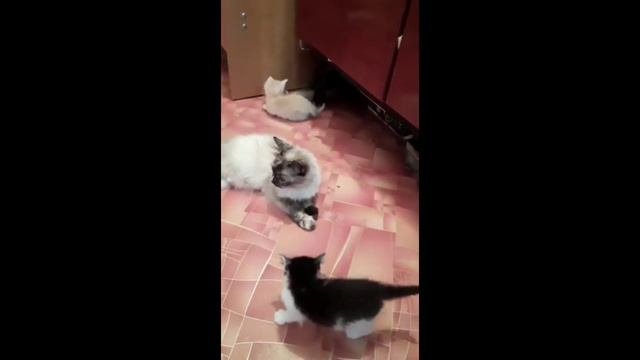 КОТЯТА ИЩУТ ДОМ! В ДОБРЫЕ РУКИ ВОЛГОГРАД