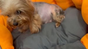 VLOG: БЕРЕМЕННОСТЬ ЙОРКШИРСКОГО ТЕРЬЕРА| 60-62  день|Юся совсем скоро станет мамой ?Часть 2