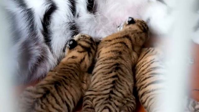 Люди с ужасом смотрели на то, что родила эта тигрица! смотреть онлайн