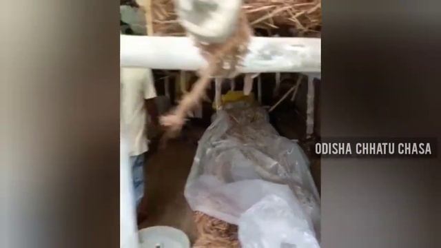 घर के अंदर पुआल मशरूम की खेती / Pual mushroom farming inside Home/ Winter Paddy straw mushroom смотреть онлайн