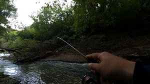 Ни один Окунь не упустит ЭТУ Приманку! Спиннинг Nautilus Varvar-X 0,5 - 2,5 гр!