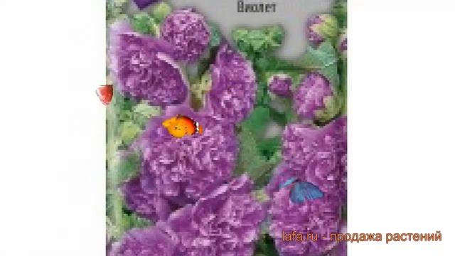 Роза обыкновенная Шток роза Виолет ? обзор: как сажать, семена розы Шток роза Виолет смотреть онлайн