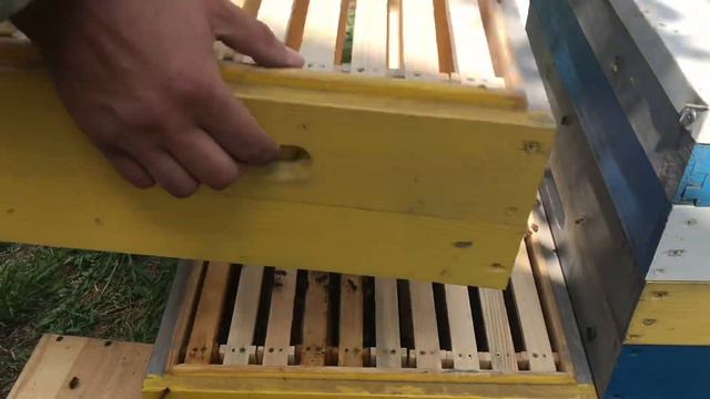 Пересадка пчелопакета в улей. ( бессотовый пчелопакеты ). смотреть онлайн