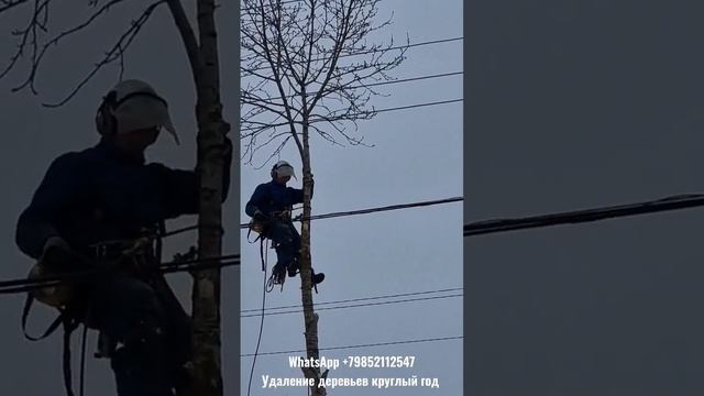 Спилка и обрезка деревьев в Московской области, круглый год и без выходных. Пишите WhatsApp.