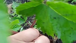 Самый простой способ размножения ежевики. Немного о сорте Лох-Тей.