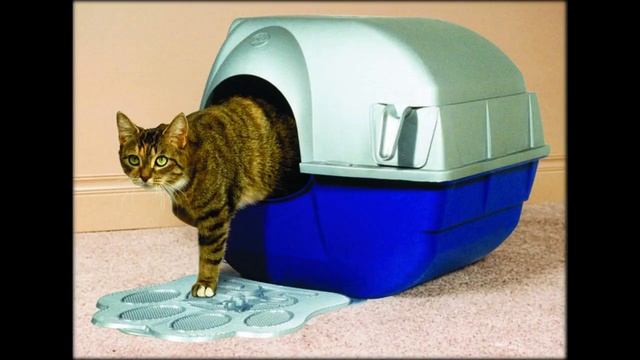 лоток домик для кошек фото смотреть онлайн