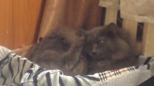 У кота чешутся уши.