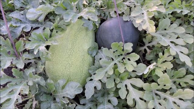 Результат прививки арбуза на лагенарию смотреть онлайн