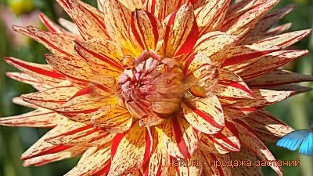 Георгина полукактусовая Марканти (dahlia cultorum) ? обзор: как сажать, рассада георгины Марканти