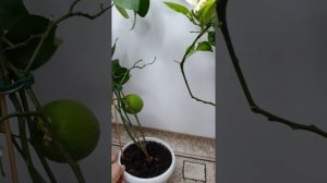 Лимон Мейера, лимон Пандероза ( цветение, плодоношение ) 4.11.2021