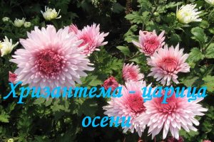 Хризантема - царица осени