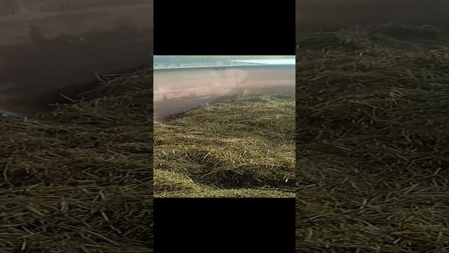 Работа кормораздатчика