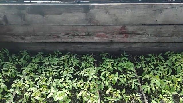 Сибирь. Рассада томатов в парнике пережила низкие минусовые температуры! смотреть онлайн