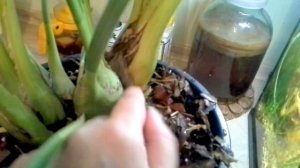 Цимбидиум. Цветонос или рост.