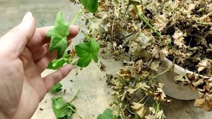 ПЛЮЩЕЛИСТНЫЕ пеларгонии. Какие особенности черенкования?