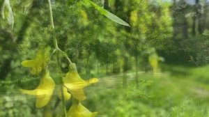 Липовый цвет